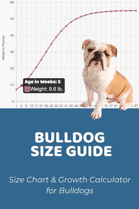 olde english bulldogge size chart.